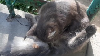 Супер милый кот. Красивый