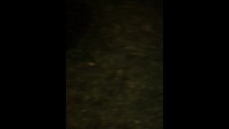 Молодой бык хвастается толстым членом