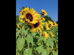 sunflowers field - Screenshot 11 of 16 - Field