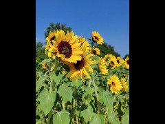 sunflowers field - Screenshot 16 of 16 - Point Of View