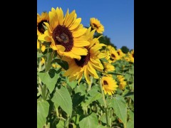 sunflowers field - Screenshot 7 of 16 - Field