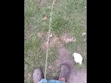 Short peeing video