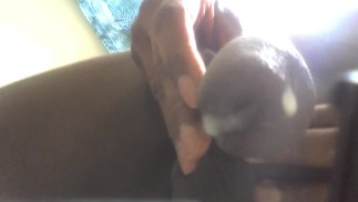 ICP HIPS мастурбирует свой огромный прекрасный член и трясет его задницей