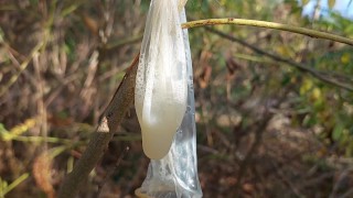 Un jeune minet en chaleur a trouvé un préservatif utilisé dans les bois, alors il y a mis sa bite et a spermeé