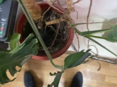 Watering office flowers