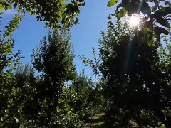 Goddess in the Apple Orchard JOI teaser (Full Video on ManyVids/Iwantclips/Clips4Sale: embermae)