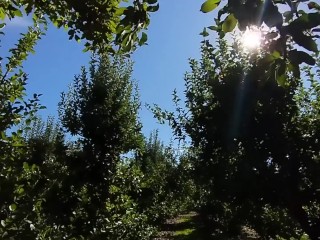 Goddess in the Apple Orchard JOI Teaser (Full Video on ManyVids/Iwantclips/Clips4Sale: Embermae)