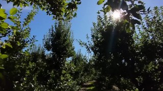 Goddess in de Apple Orchard JOI teaser (volledige video op ManyVids/Iwantclips/Clips4Sale: embermae)