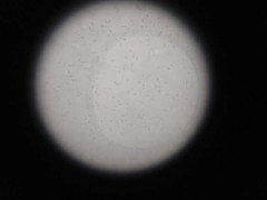 【個人撮影】たっぷり射精して元気に泳ぎ回る大量の精子を拡大カメラで観察してみた♡ オナニー 自撮り 素人 無修正【女性向け】