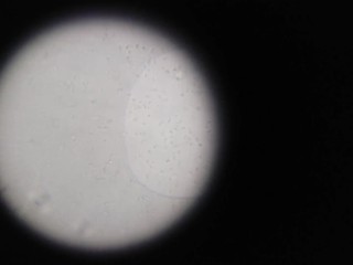 【個人撮影】たっぷり射精して元気に泳ぎ回る大量の精子を拡大カメラで観察してみた♡ オナニー 自撮り 素人 無修正【女性向け】