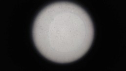 【個人撮影】たっぷり射精して元気に泳ぎ回る大量の精子を拡大カメラで観察してみた♡ オナニー 自撮り 素人 無修正【女性向け】