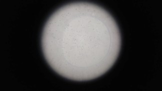 【個人撮影】たっぷり射精して元気に泳ぎ回る大量の精子を拡大カメラで観察してみた♡ オナニー 自撮り 素人 無修正【女性向け】