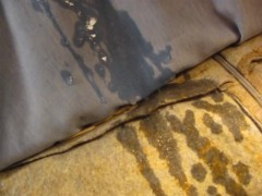 FUCVph2 K.L.S. (CatSuit) with Savannah FULL session