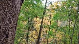 POV en la naturaleza