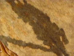 FUCVph4 Lois Ayres 1st official cumshot FULL LENGTH version