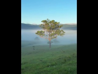 Moments Amonts Les Gencives Arbres.