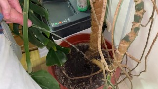 Поливаю из члена дерево в офисе