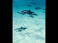 Stepdolphins swimming