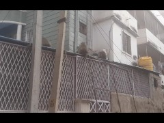 Monkeys, India, Puttaparthi. Joyfully