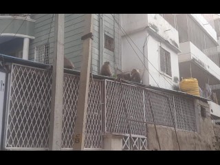 Monkeys, India, Puttaparthi. Joyfully