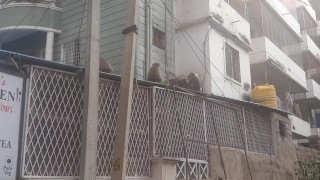 Monkeys, India, Puttaparthi. Joyfully