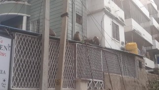 Monkeys, India, Puttaparthi. Joyfully
