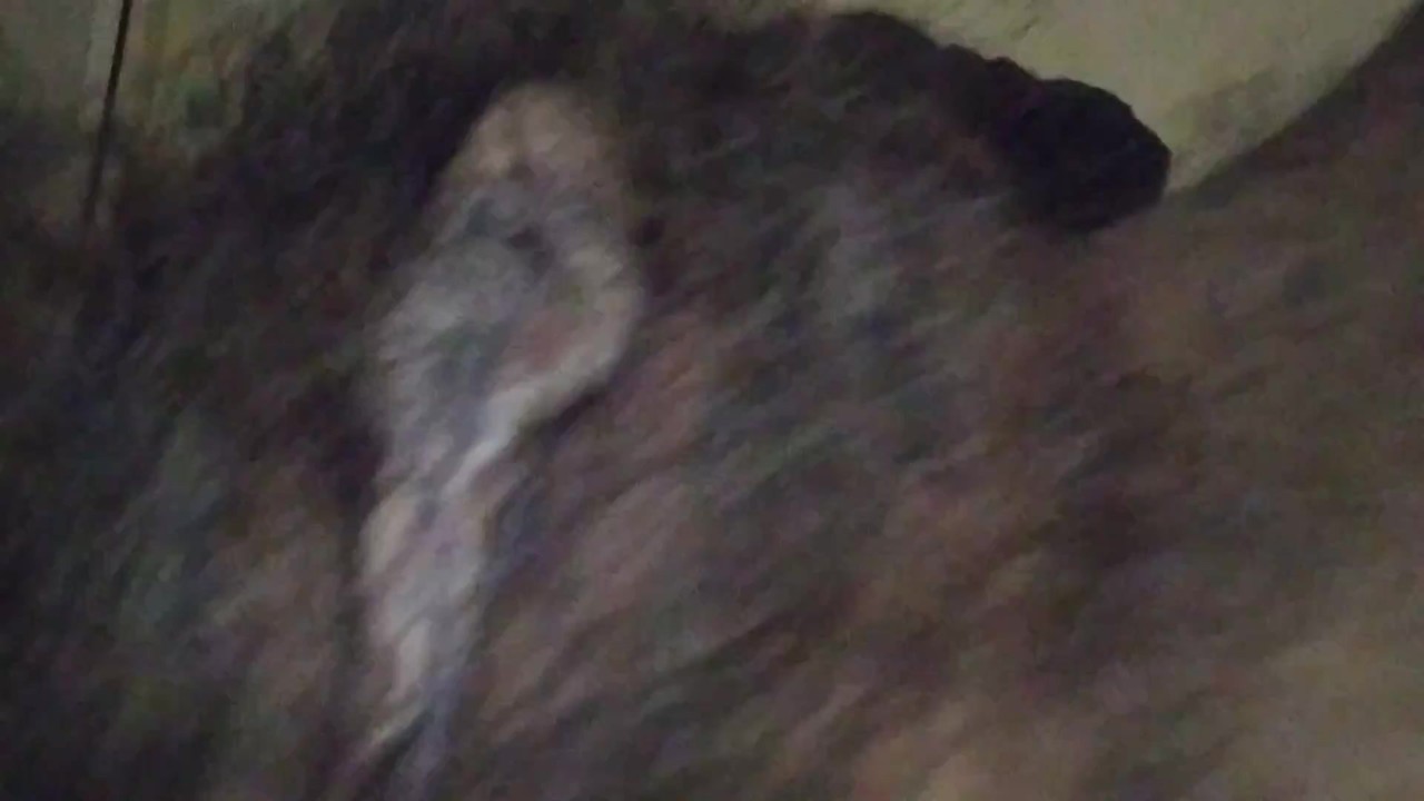La Pantera Nera Ama Mostrare La Parte 2 Pornhub com 