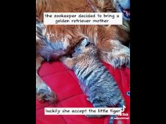 Tiger and Dog story...