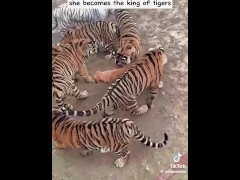 Tiger and Dog story...