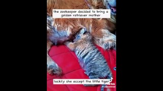 Tiger and Dog story...