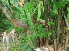 KANTUTAN vlog  kami muna ni brownie habang wala tao sa kubo