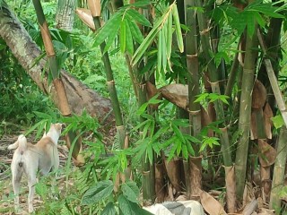 KANTUTAN vlog  kami muna ni brownie habang wala tao sa kubo