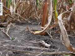 Urgent piss in the cornfield 4/16