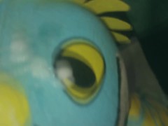 Stomfly dragon - Screenshot 16 of 16 - Plush
