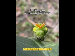 Cara bertahan hidup yang unik