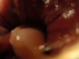POV - Watch me play with a meerkat toy from the inside