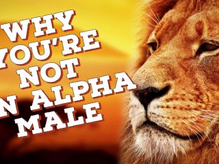 Alpha Male Introduction