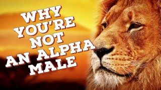 Alpha Male Introduction