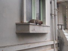 monkey on the balcony