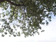 Me garcho a pendeja Argentina y le acabo dentro Creampie