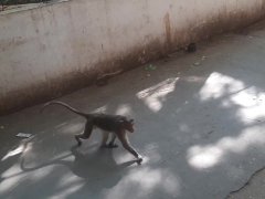 Monkey climber