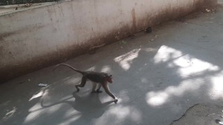 Monkey climber