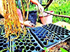 Propagating Longevity Spinach