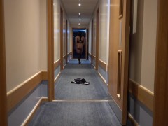 Trans fem pup hotel flashing and slut walk