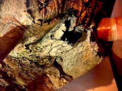 When there is no woman, even a hollow tree is suitable for an imitation vagina. It's so nice to fuck