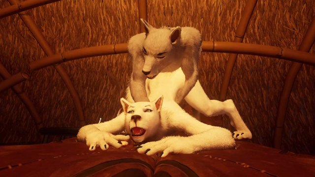 White wolves on a rainy night  Furry  Wild life