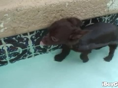 Busty blonde does a horny striptease - Screenshot 1 of 16 - Premiumgfs