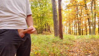 Schöner Schwanz kommt im Wald bei feinem Regen