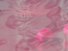 POV Blowjob: BWC Worshop