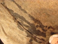 FUCVph4 Lois Ayers 2nd facial - just the cumshot version